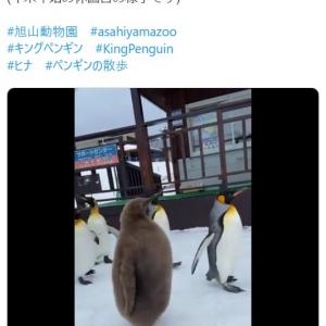 ペンギンが休園日に ぺたぺた 歩いた結果 キウイフルーツが歩いてる ヒナのラスボス感 ガジェット通信 Getnews