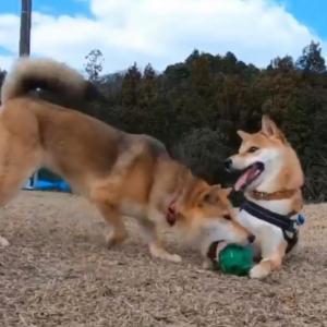 柴犬が柴犬にボールを奪われた結果 気づくのが遅い それでもずっと尻尾振ってる ガジェット通信 Getnews