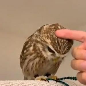 コキンメフクロウが 撫で待ち した結果 要求する仕草可愛いすぎませんか もはや猫 ガジェット通信 Getnews