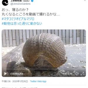 上野動物園のアルマジロが丸くなるところを動画で撮れるかな 動画ツイートが話題に ボールが急に動き出した ガジェット通信 Getnews