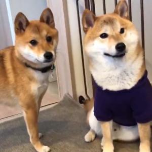 柴犬が遊んでいたら赤ちゃんを泣かせてしまった 動画ツイートが話題に やっちまった感全開の表情 ガジェット通信 Getnews