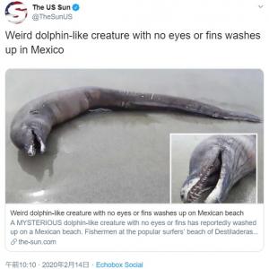 これって深海魚なのかな どうみてもエイリアンな未確認生物がメキシコで発見される ガジェット通信 Getnews