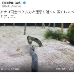 チンアナゴ同士のケンカに運悪く居合わせたニシキアナゴ 京都水族館のツイート投稿が話題に ご近所トラブルに巻き込まれた ガジェット通信 Getnews