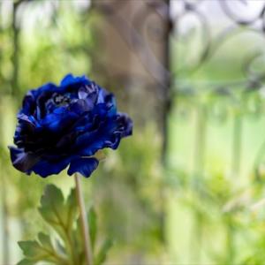 青いバラの花言葉が 不可能 から 夢が叶う に変わった理由を知っていますか ガジェット通信 Getnews