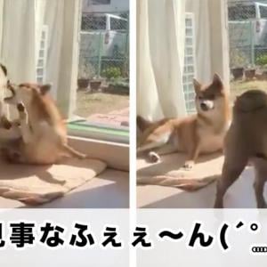 犬 怒られた 泣 絵に描いたような反応に笑った ガジェット通信 Getnews