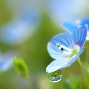思わず見つめてしまう 美しい青い花をつける雑草 ガジェット通信 Getnews