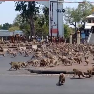 動物園ではありません 観光客が減った影響 で無数のサルが街頭に出現 ガジェット通信 Getnews