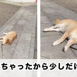 春ですね 散歩中の柴犬 寝る ガジェット通信 Getnews