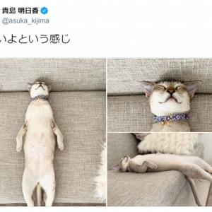 熟睡する猫の寝相が話題 猫背どこいったw ファスナーついてない とツッコミ相次ぐ ガジェット通信 Getnews