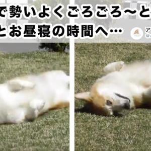 ただ犬がゴロゴロしてるだけ の動画なのに 見ちゃう ガジェット通信 Getnews