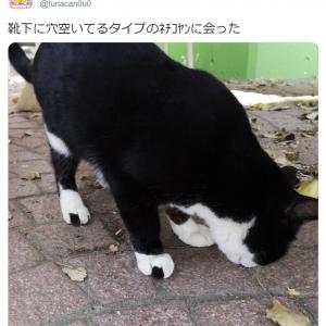 靴下に穴が空いてるタイプの猫がtwitterで大人気 おにぎり柄 足袋にも見える ガジェット通信 Getnews