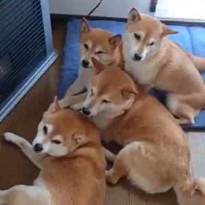 柴犬が一家で集まった結果 ストーブ前で柴団子 冷え込みましたからね ガジェット通信 Getnews