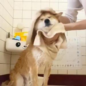 柴犬が洗われる動画に 泡だててるシャンプーを優しくつけるのですね 勉強になります なんてお利口さんなんでしょう 感動の声多数 ガジェット通信 Getnews