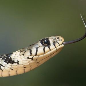 蛇の舌はなぜ二股になっていて頻繁に出し入れしているのか 意外と知らない蛇の真実 ガジェット通信 Getnews
