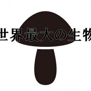 世界最大の生物はゾウでもシロナガスクジラでもなかった では何が世界一なのか ガジェット通信 Getnews