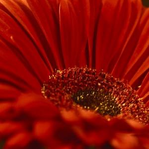 ガーベラの花言葉は ガーベラを贈る際は本数と赤い色に気を付けて ガジェット通信 Getnews