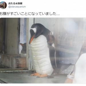 おたる水族館のペンギンの肉体美に注目集まる キレてるキレてる 仕上がってるよ ガジェット通信 Getnews