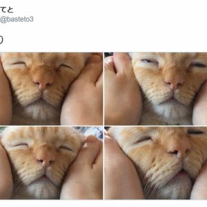 完全にとろけてる マッサージされる猫の写真に癒やされる人続出 人間味が凄い 神々しい ガジェット通信 Getnews