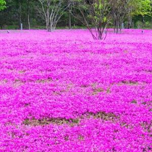 芝桜の花言葉は 地面いっぱいに咲くかわいらしい姿から付けられた花言葉を紹介 ガジェット通信 Getnews