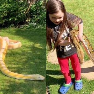 彼らはとても優しく従順な動物です ニシキヘビと寄り添って遊ぶ7歳の少女が話題に ガジェット通信 Getnews