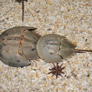 生きた化石 カブトガニ の血液はなんと青い その理由を解説 ガジェット通信 Getnews