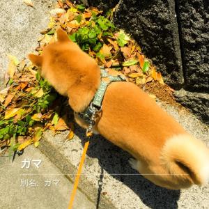 柴犬を 花にかざすと名前教えてくれるアプリ で解析した結果 何回か試したけどやっぱりガマだった 完全に一致 ガジェット通信 Getnews