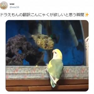 どんな会話してるの ほんやくコンニャクが欲しい ハリセンボンとインコの仲良し動画に癒やされる ガジェット通信 Getnews