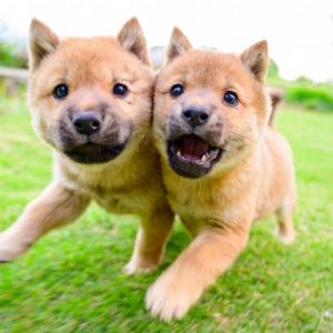 柴犬の仔犬たちが顔を寄せ合って走った結果 オルトロス召喚 見事な二人三脚ですね ガジェット通信 Getnews