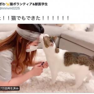 猫の爪を切っても無抵抗 簡単に爪切りする方法が発明され 天才 是非とも試したい と大絶賛の嵐 ガジェット通信 Getnews