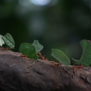 農業をするアリって知ってる キノコを育てるために葉を切り運ぶ ハキリアリ を紹介 ガジェット通信 Getnews