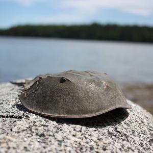 生きた化石で思い浮かぶ生物は 実は全然珍しくないアイツも生きた化石だった ガジェット通信 Getnews