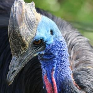 ヒクイドリ 青い首が美しいこの鳥は 世界一危険な鳥だった ガジェット通信 Getnews