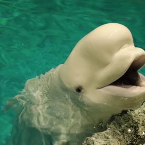 白いイルカは2種類いるらしい スナメリとシロイルカの違いとは ガジェット通信 Getnews
