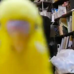 ちゃんと映ってる カメラを見つけて猛烈アピールするインコが面白すぎて笑った ガジェット通信 Getnews