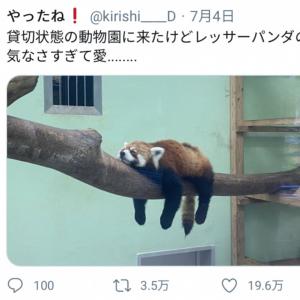お客が少ないから やる気のなさすぎるレッサーパンダが話題に ガジェット通信 Getnews