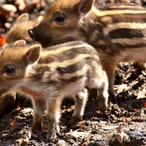 うり坊とは 名前の由来やペットとして飼えるのかなど可愛いうり坊の魅力を紹介 ガジェット通信 Getnews