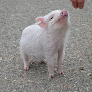 このブタ はもう悪口ではない 実はすごく可愛い動物 豚 の魅力を紹介 ガジェット通信 Getnews
