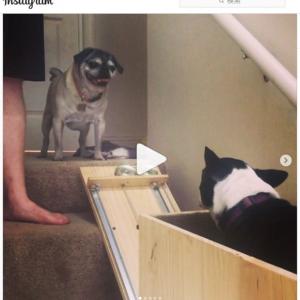 年老いた愛犬のために Doggie Vator 犬用階段昇降機 を自作した飼い主さん ガジェット通信 Getnews
