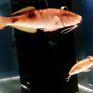 その名前はおじさんに見えるから 変わった名前の魚 オジサン をご紹介 ガジェット通信 Getnews