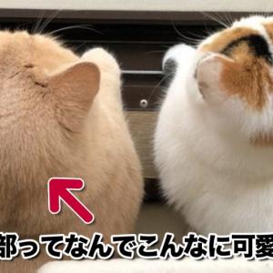 悶絶級にかわいい 猫のパーツ を見て見て見て 10選 ガジェット通信 Getnews