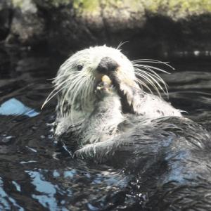 ラッコと石の深い関係 食事に使うだけじゃないし 決まったお気に入りの石がある ガジェット通信 Getnews