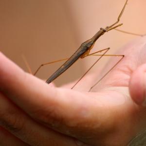 ミズカマキリ その名や姿とは違ってカマキリの仲間ではない ガジェット通信 Getnews