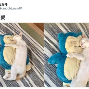 かわいすぎてキュン死 カビゴンと相思相愛な猫があまりにも尊いと話題 まんざらでもないカビゴンも良い おでこに小判がほしかった ガジェット通信 Getnews