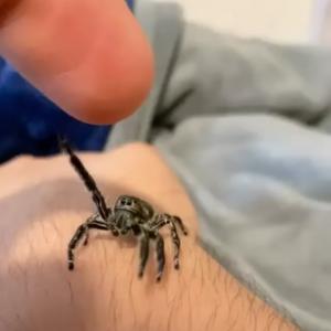 えっ ハエトリグモって懐くの 飼い主の指にバンザイでしがみつく姿がとってもカワイイ ガジェット通信 Getnews