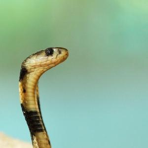 猛毒を持つ蛇のコブラ 実は日本にも生息しているって知ってた ガジェット通信 Getnews