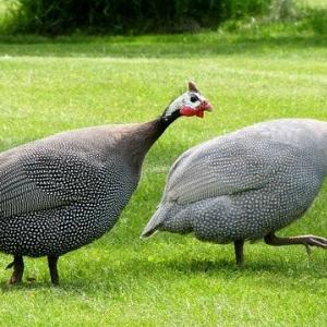 ホロホロチョウ は七面鳥と混合されることもあるけど 違う鳥なので気を付けて ガジェット通信 Getnews