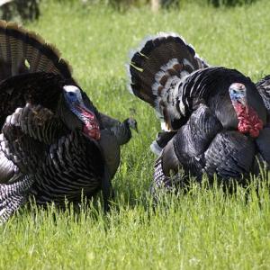 七面鳥とクリスマスにはどんな関係があるの そもそも七面鳥ってどんな鳥 ガジェット通信 Getnews