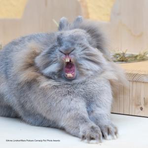 動物たちの面白ショットが集結 コメディペットフォトアワード のファイナリストに笑っちゃう ガジェット通信 Getnews