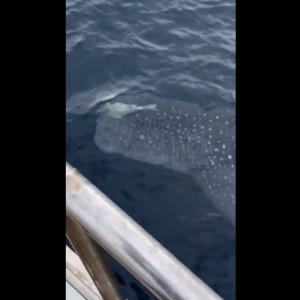 日本海でジンベエザメ 悠然と泳ぐジンベエザメの動画がtwitterで話題に ガジェット通信 Getnews