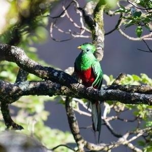 ケツァール それはアステカで神の使いとされた緑色の美しい鳥 ガジェット通信 Getnews